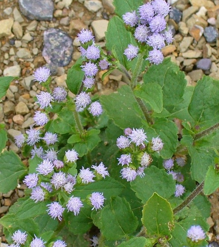 Argentina: Ageratum conyzoides L (Asteraceae)